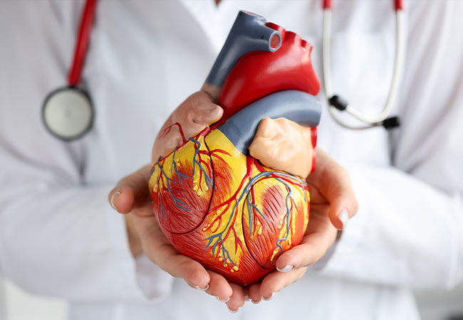 Cardiologist in Fairfax, VA, holding a model of a human heart